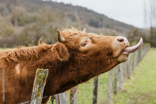 Cute brown cow pulling head out of paddock photo