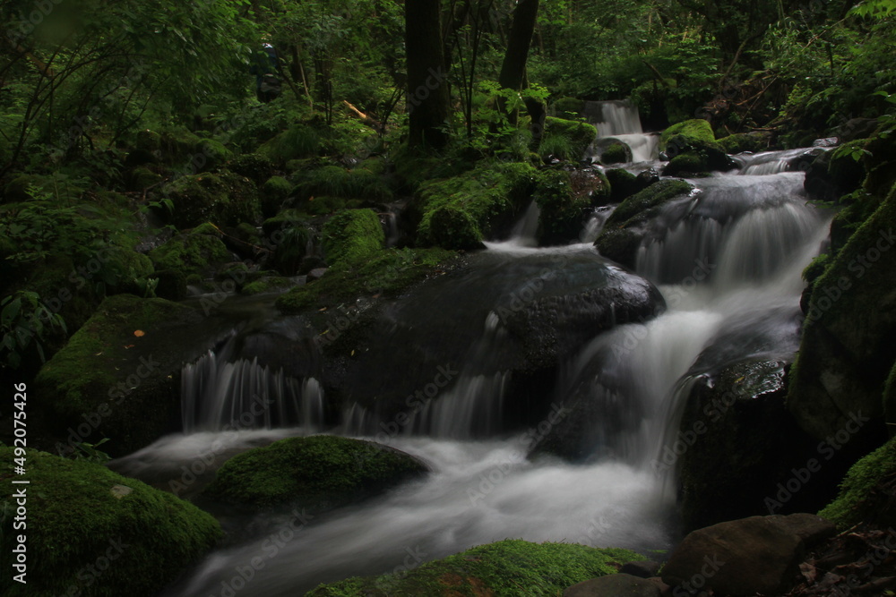 Moss / 이끼 Moss / 이끼