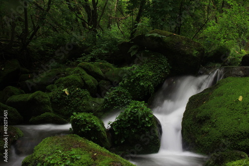 Moss / 이끼