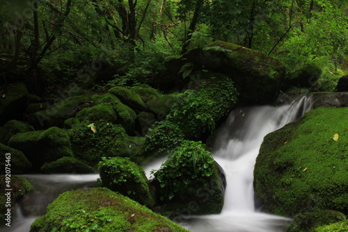 Moss / 이끼