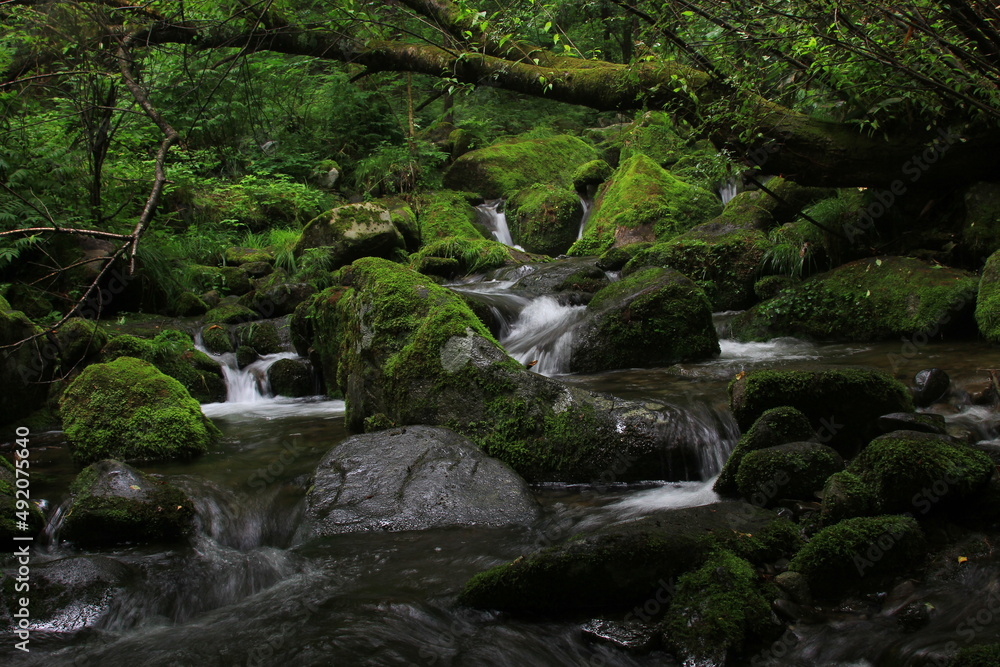 Moss / 이끼 Moss / 이끼