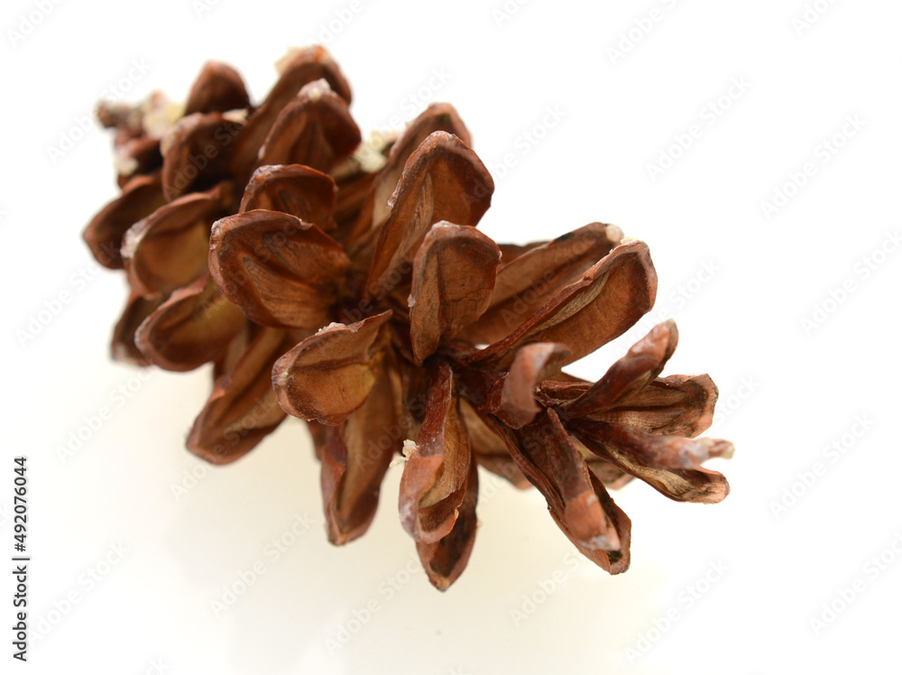Pine Cone with white background