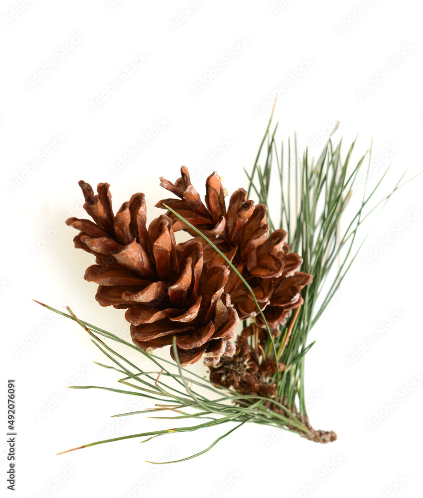 Branch with pine cone Branch with pine cone