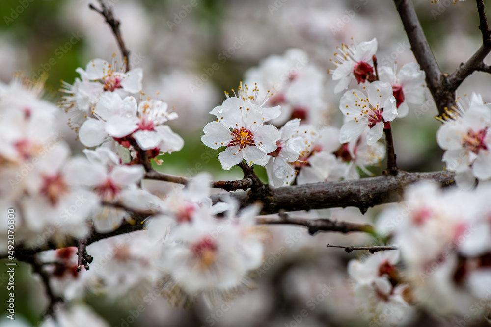 Nice white apricot spring flowers branch macro photography nature awakening Nice white apricot spring flowers branch macro photography nature awakening