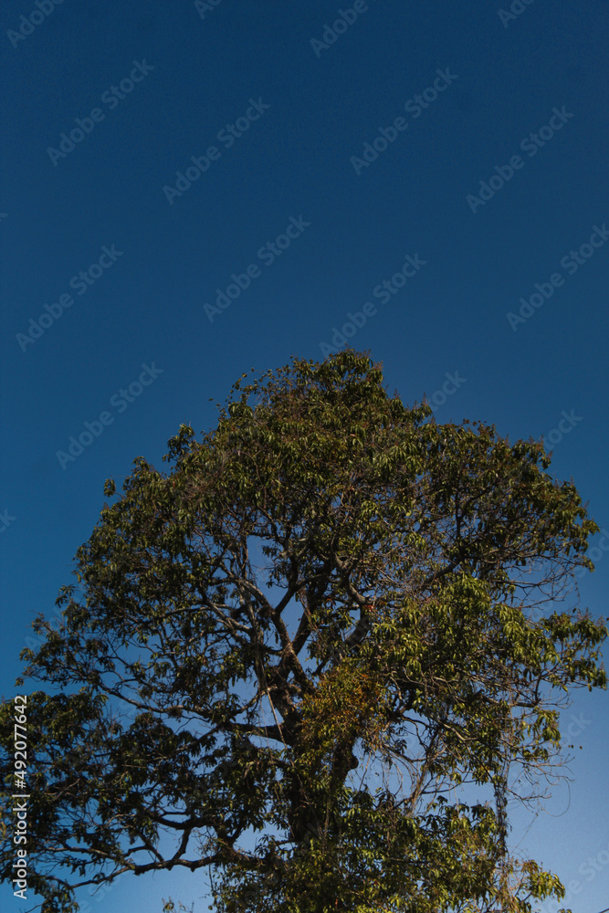 tree and sky tree and sky