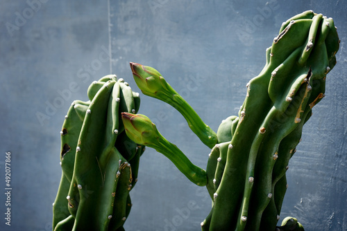 Cereus Peruvianus Monstrose cactus (Cactus Lilin), flowering looks beautiful for indoor and outdoor garden decorations, photo