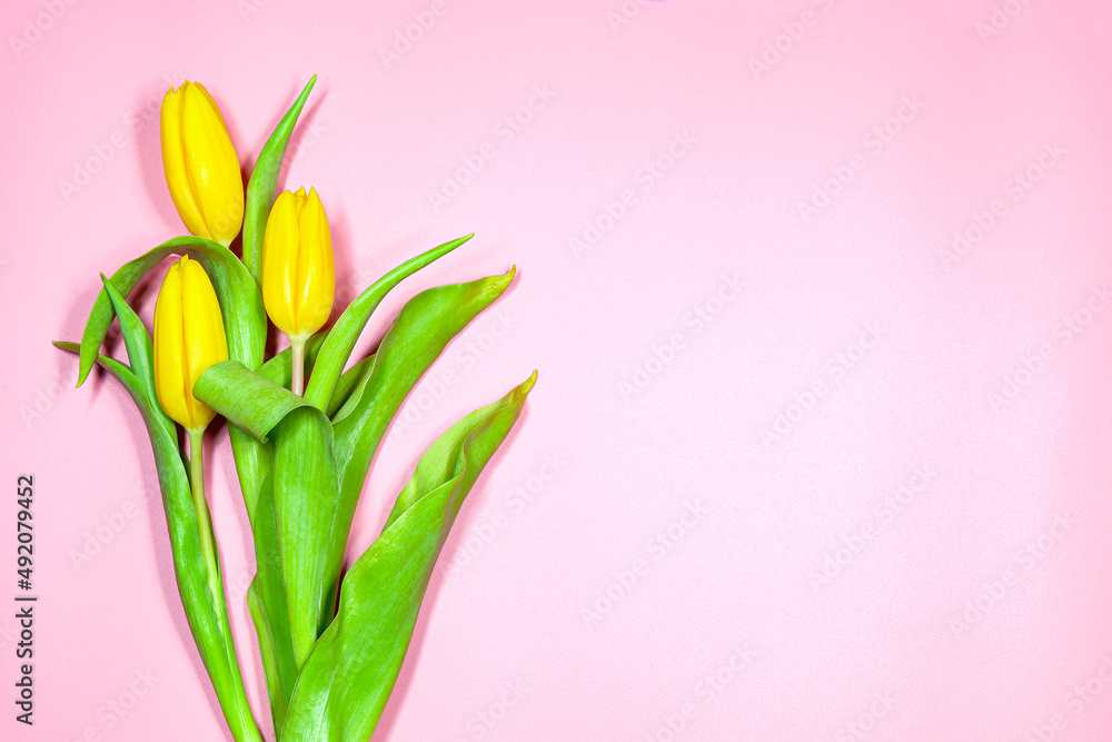 Yellow tulips on a pink background.