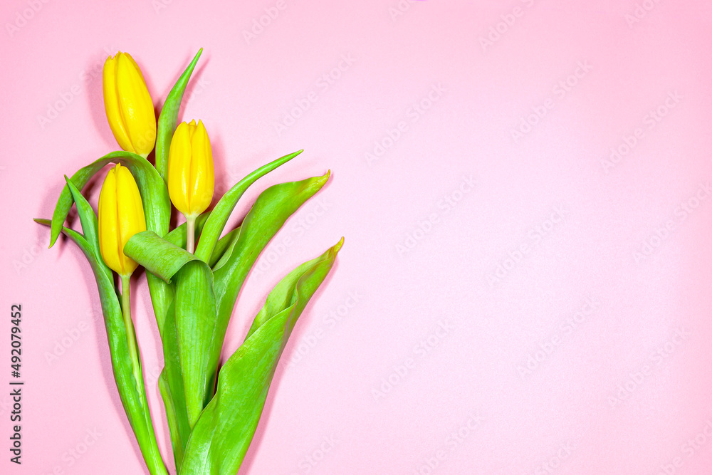 Fototapeta premium Yellow tulips on a pink background.