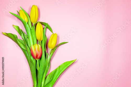 Fototapeta Naklejka Na Ścianę i Meble -  Yellow red tulips on a pink background.