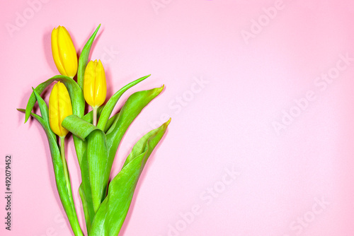 Yellow tulips on a pink background. © Andrey