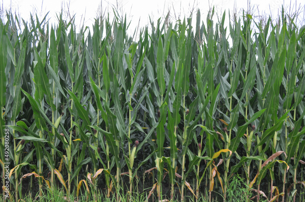 Obraz premium field of maize