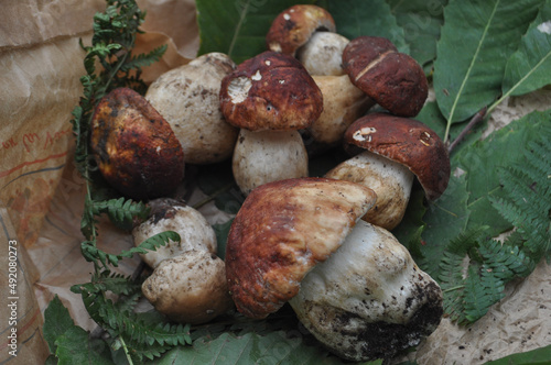 porcini mushroom vegetarian food (Boletus edulis)