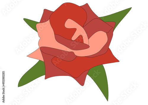 red rose illustration