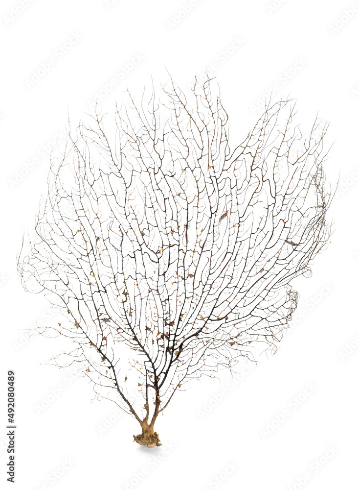 Fototapeta premium Beautiful exotic branching coral isolated on white