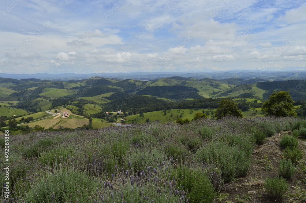Fototapeta premium Lavandas com campos de Cunha ao fundo