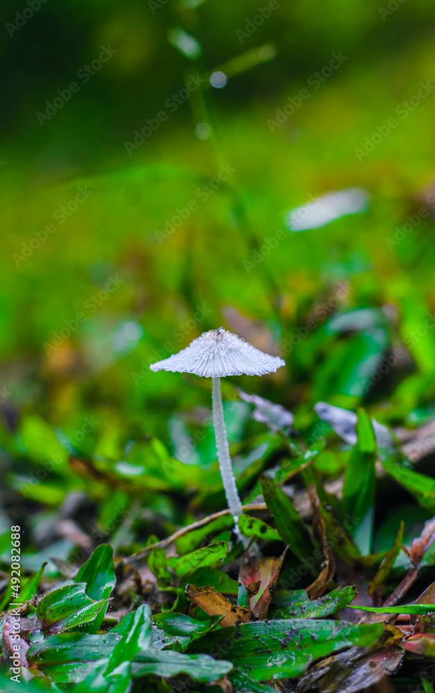 Hare'sfoot Ink-Cap Fungus - Coprinopsis Lagopus Woodland Fungus. Selective focus shot of Hare's foot inkcap mushroom growing in a forest. Hare'sfoot Ink-Cap Fungus - Coprinopsis Lagopus Woodland Fungus. Selective focus shot of Hare's foot inkcap mushroom growing in a forest.