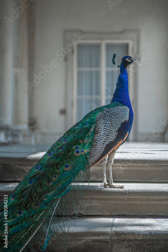 Peacock standing on staricase photo