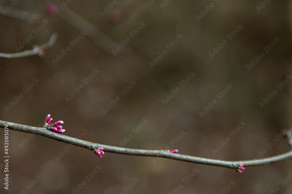 Redbud Horizontal Dark Background
Redbud Horizontal Dark Background