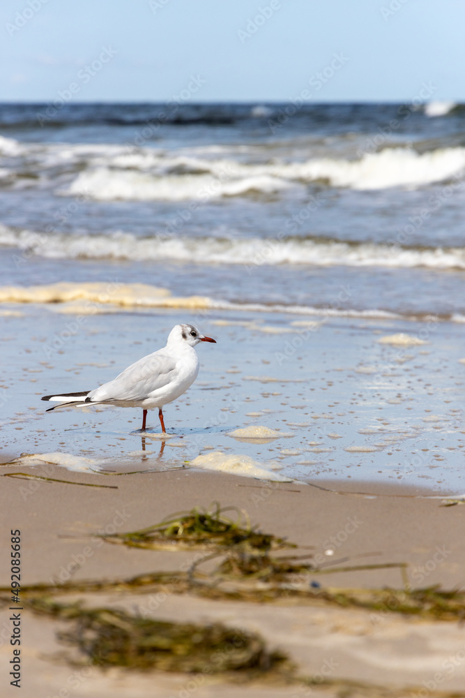 Seagulls on the beach of the Baltic Sea looking for food