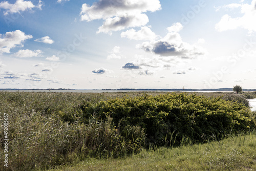 the flooded and green shore of the Achterwasser in Zempin on the island of Usedom in the Baltic Sea