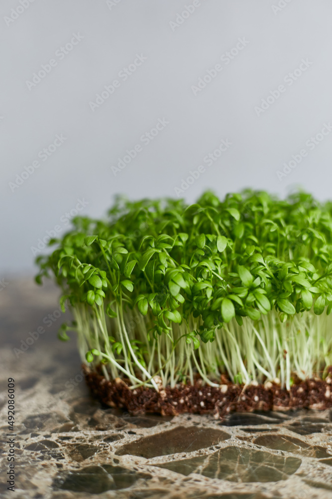 Closeup image of a fresh microgreen sprouts of green lutein isolated on grey background. Closeup image of a fresh microgreen sprouts of green lutein isolated on grey background.