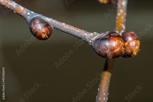 Macro photo of buds of Ulmus glabra Camperdownii. Detail of wych elm or Scots elm.