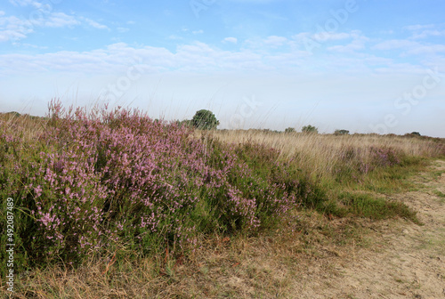 lovely purple color of moor grass, cross border park De Zoom, Belgium, the Netherlands
