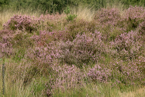 purple moor grass, cross border park De Zoom, Belgium, the Netherlands