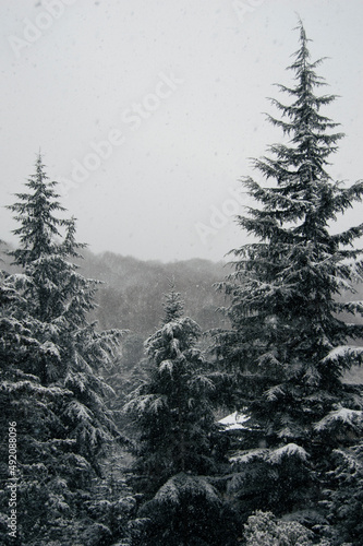 Trees Covered with Snow in Forest