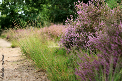 blooming erica, cross border park De Zoom, Belgium, the Netherlands