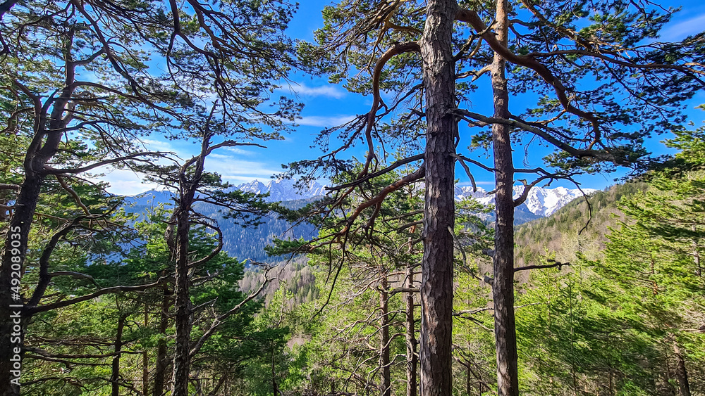 Fototapeta premium Scenic view of snow capped mountain peaks of Karawanks on the way to Sinacher Gupf in Carinthia, Austria. Mount Wertatscha is visible through dense forest in early spring. Rosental on a sunny day.Hike