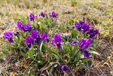 Dwarf iris in Pusty kopec u Konic near Znojmo, Southern Moravia, Czech Republic