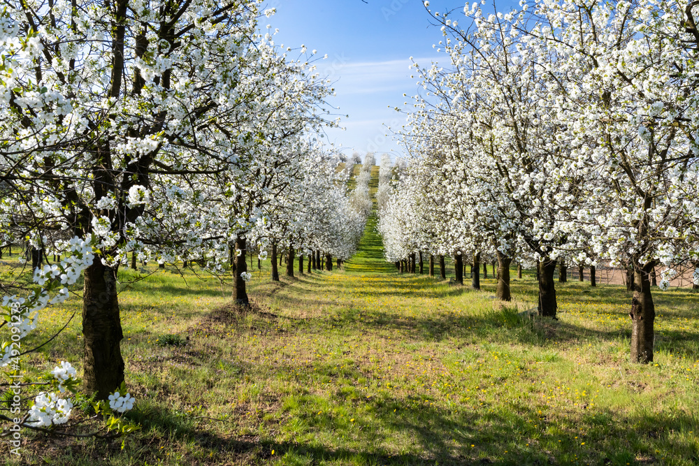 flowering cherry orchard near Cejkovice, Southern Moravia, Czech Republic flowering cherry orchard near Cejkovice, Southern Moravia, Czech Republic
