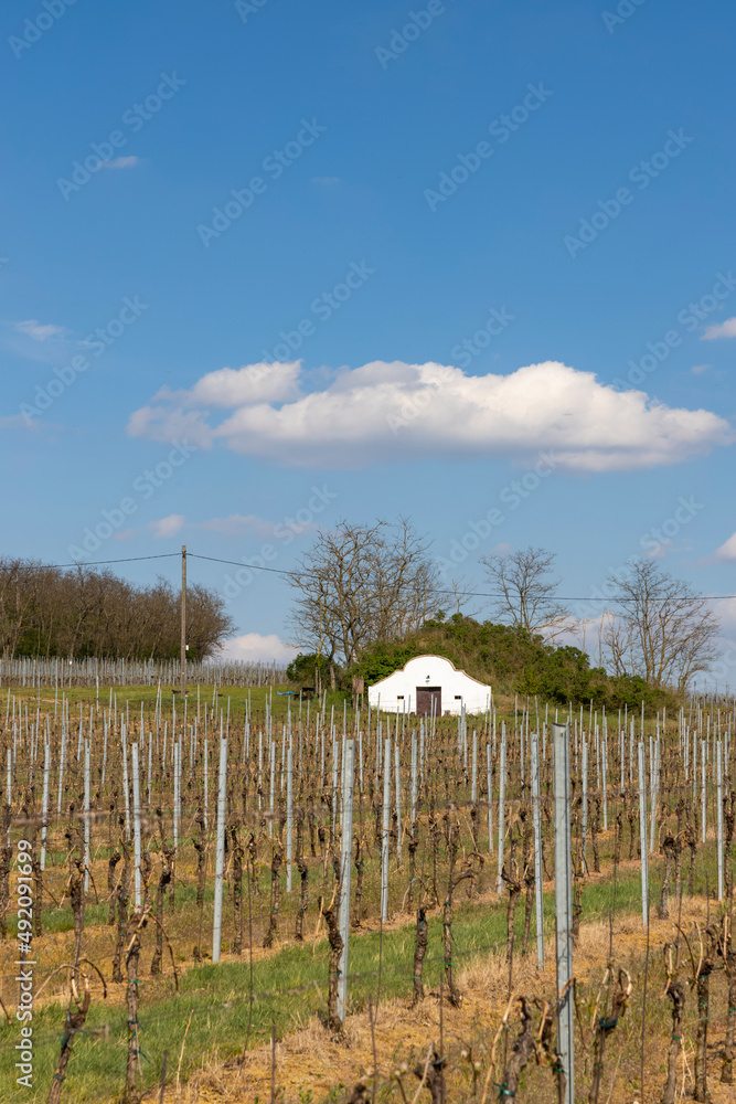 Fototapeta premium wine cellar, Palava region, South Moravia, Czech Republic