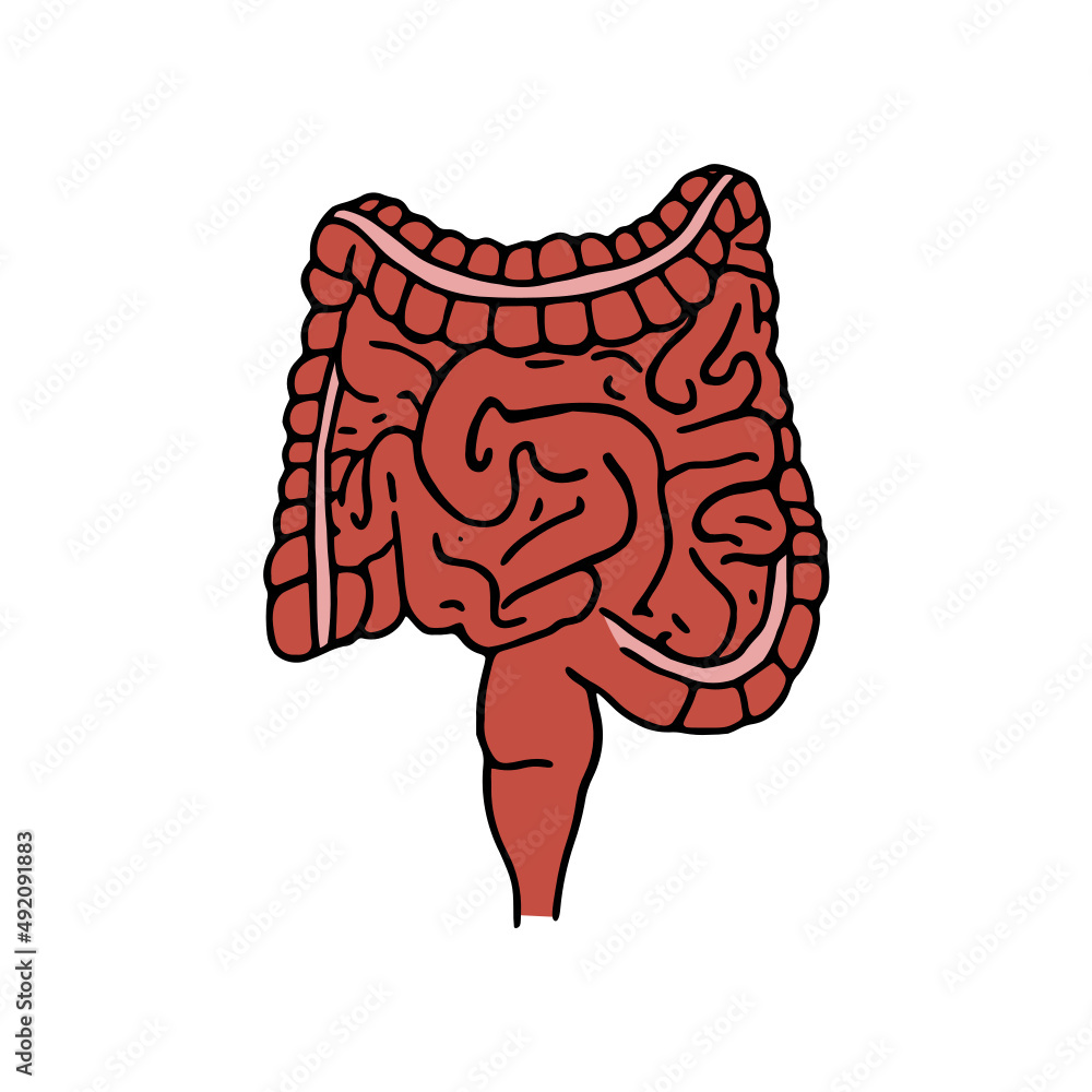 Intestines doodle vector illustration. Digestive system cartoon icon isolated on white background Intestines doodle vector illustration. Digestive system cartoon icon isolated on white background