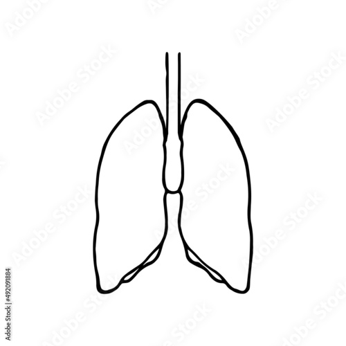 Lungs doodle vector illustration. Human internal organ line icon isolated on white background