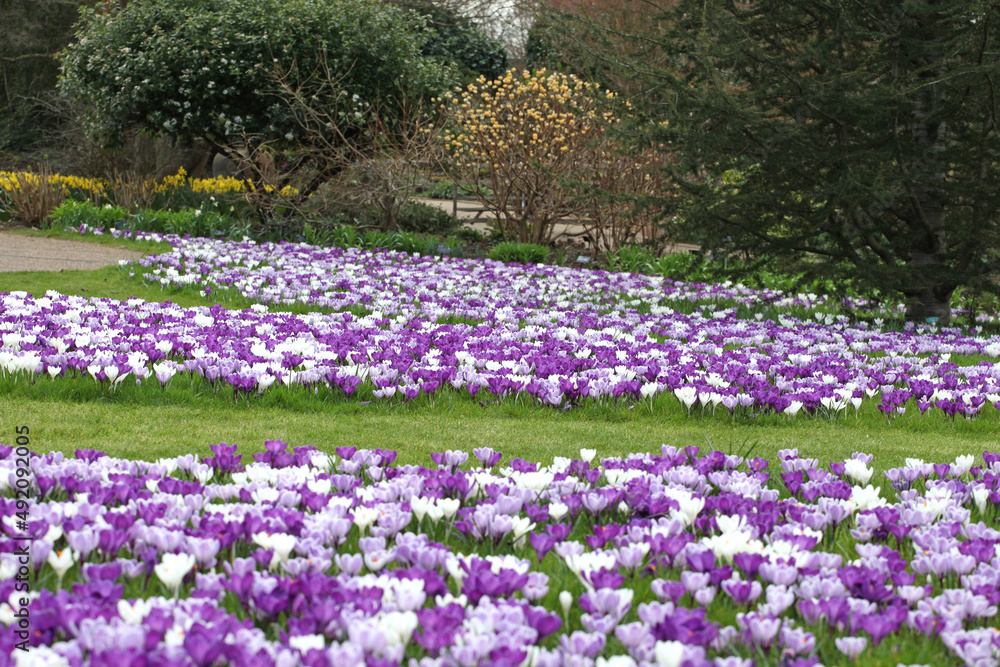 Purple and mauve crocus ÔpickwickÕ and Ôflower recordÕ blooming.
