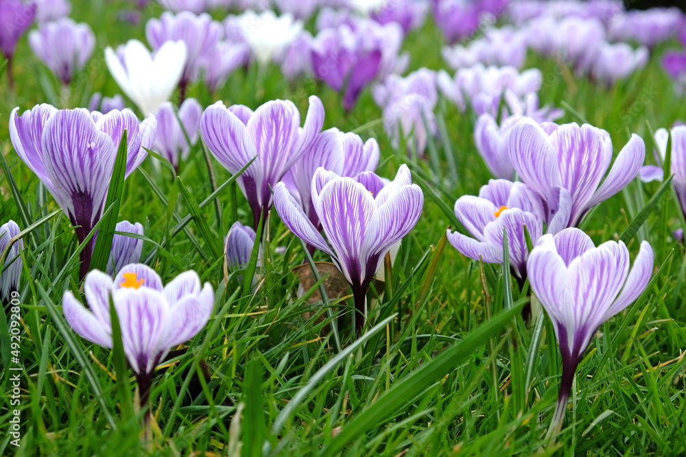 Purple and white striped crocus ÔpickwickÕ in bloom. Purple and white striped crocus ÔpickwickÕ in bloom.