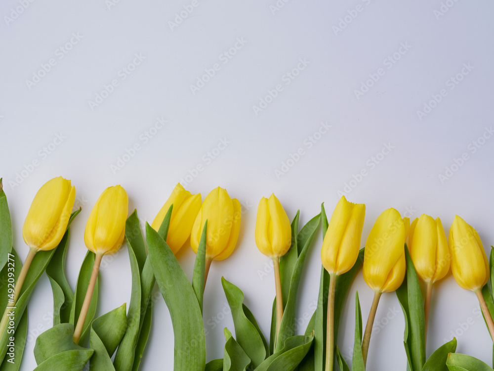 Obraz premium A bouquet of fresh yellow tulips on a white isolated background. Spring flowers in a vase.