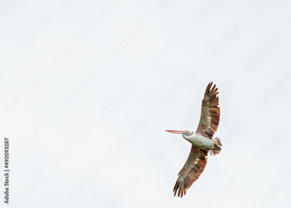 Obraz premium Spot billed Pelican in sky