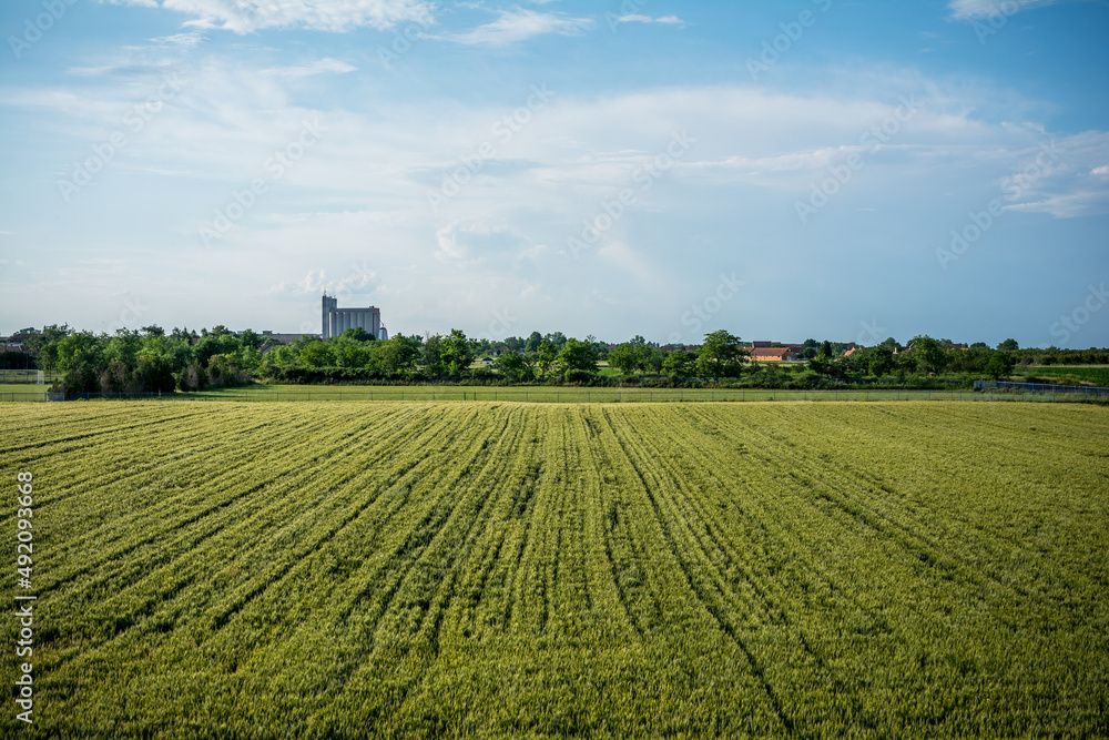 View of crops in Vojvodina, Serbia
