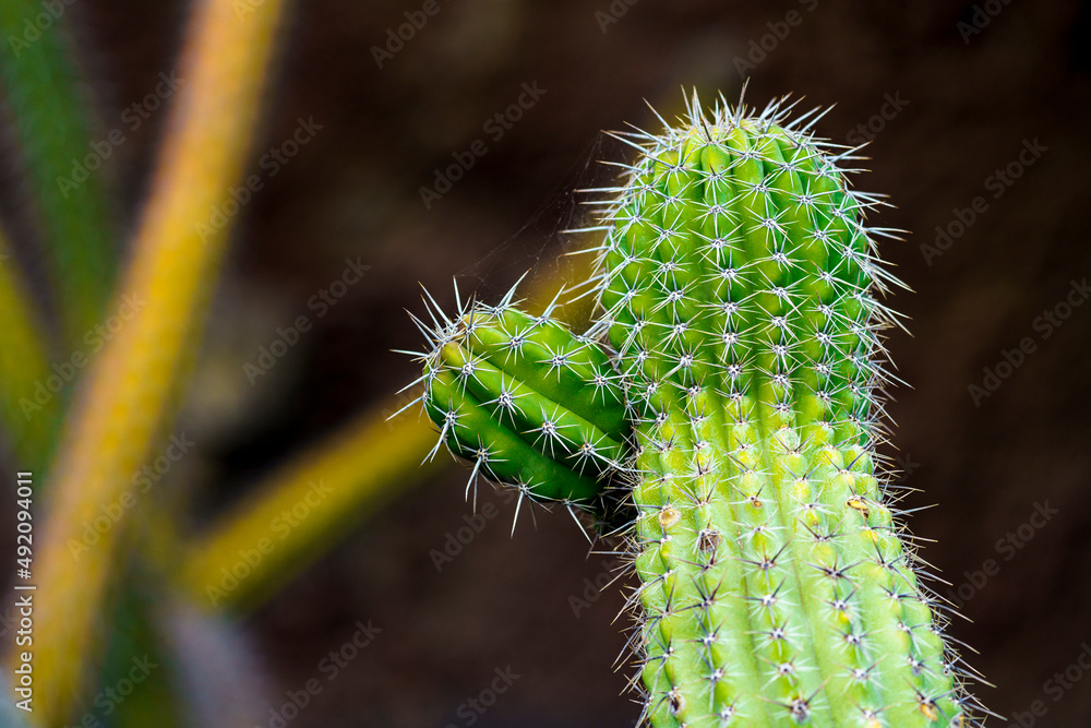 Naklejka premium Spikes of a cactus in detail and macro