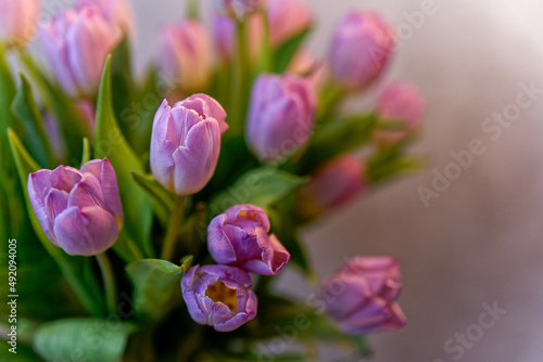 Pi  kny kolorowy bukiet wiosennych tulipan  w