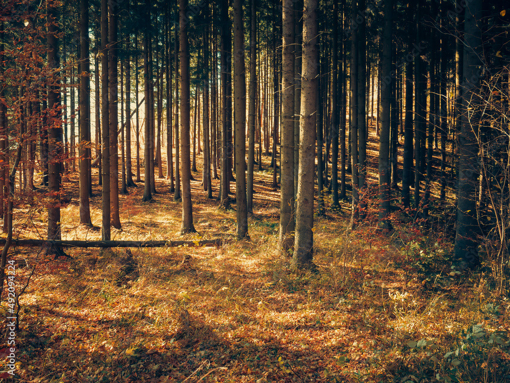 Dark autumn forest landscape in Carpathian Mountains, Romania.