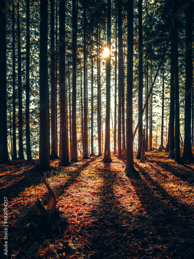 Obraz premium Bright sun star shining through the autumn yellow leaves in the forest. Dark autumn forest landscape in Carpathian Mountains, Romania.