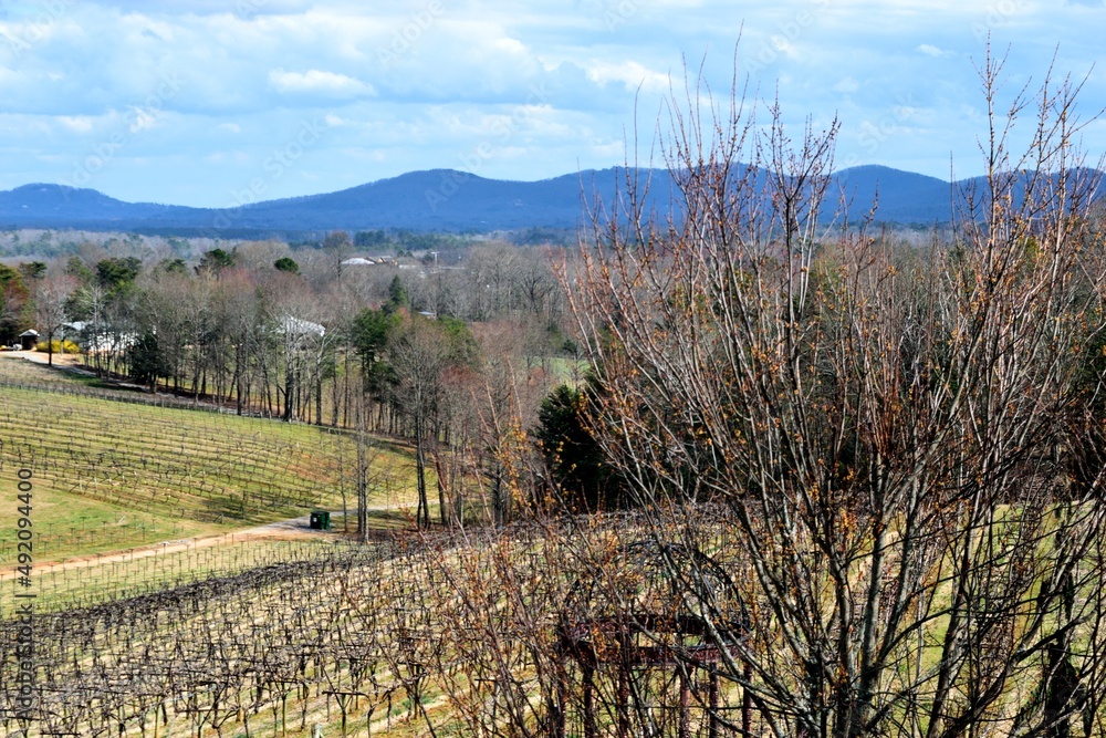 Vineyard landscape with mountains in the background at North Georgia, wine country.
