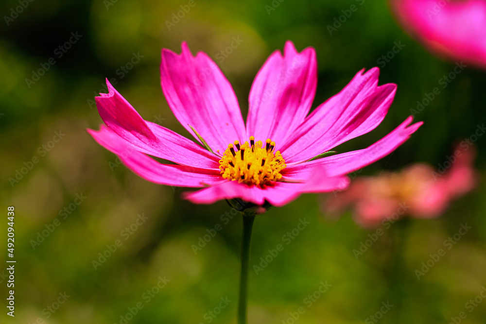 Close-up of cosmos flower (Cosmos Bipinnatus). Beautiful cosmos flower with green background. Close-up of cosmos flower (Cosmos Bipinnatus). Beautiful cosmos flower with green background.