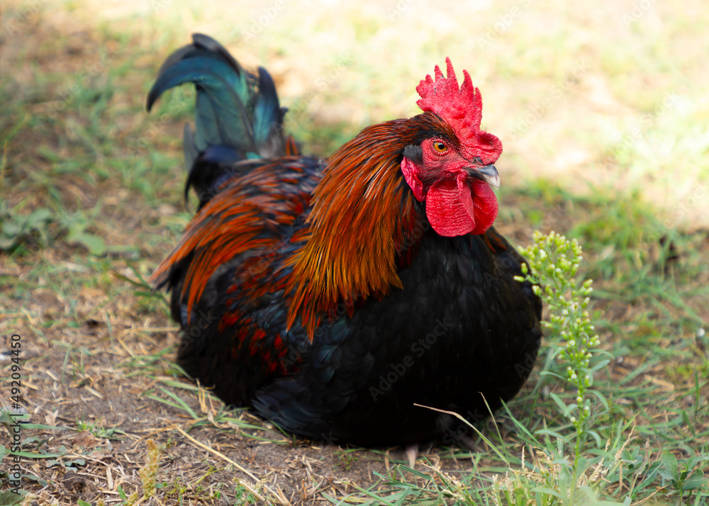 A bright rooster of the Maran breed with a red comb sits on a lawn in the grass. Free range poultry in the yard. Eco farm.