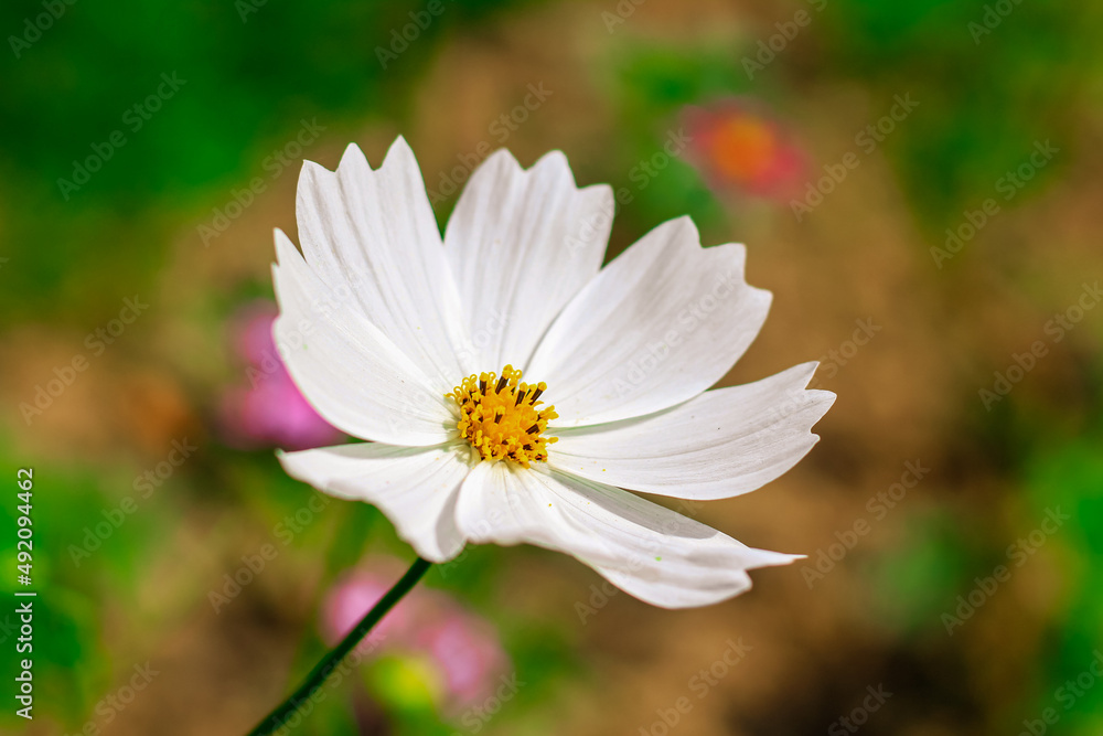 Close-up of cosmos flower (Cosmos Bipinnatus). Beautiful cosmos flower with green background. Close-up of cosmos flower (Cosmos Bipinnatus). Beautiful cosmos flower with green background.