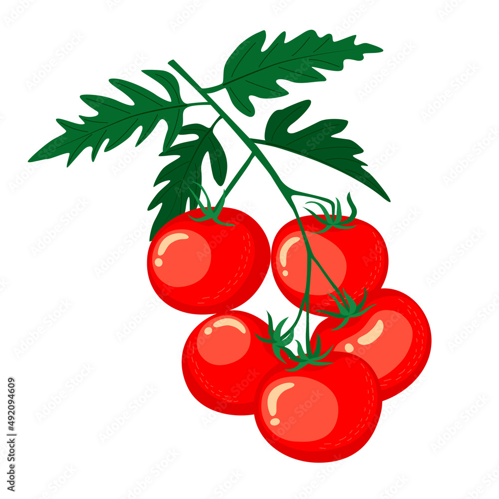 Obraz premium Bunch of tomatoes with leaves and fruits. Vector illustration isolated on white background.